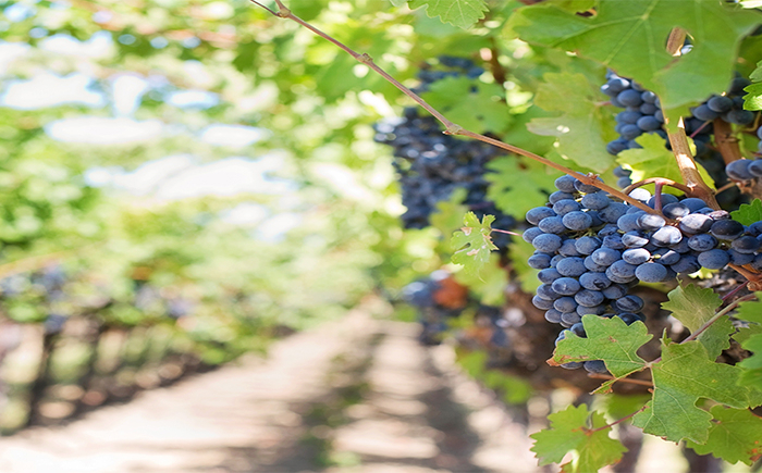 Grapes May Be Beneficial Against Coronavirus Research Suggests