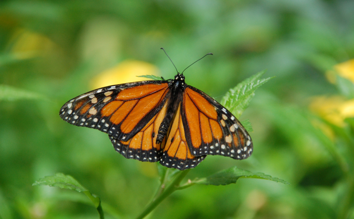 Monarch Butterflies Become Candidate For Endangered Species Listing