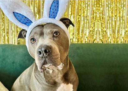 Dog in costume 