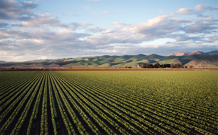 The Importance of Agriculture to the California Economy