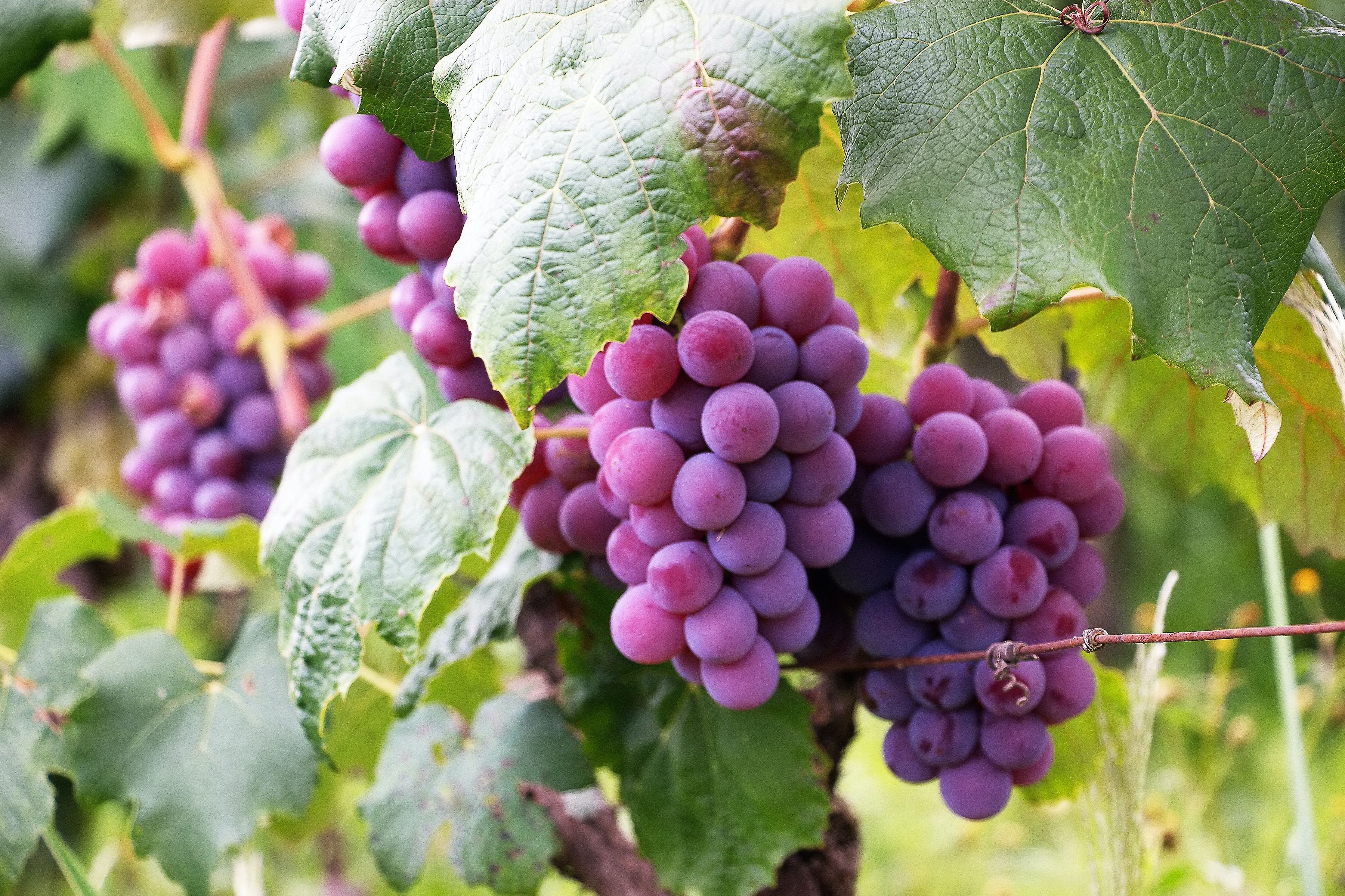 benefits of grapes against coronavirus