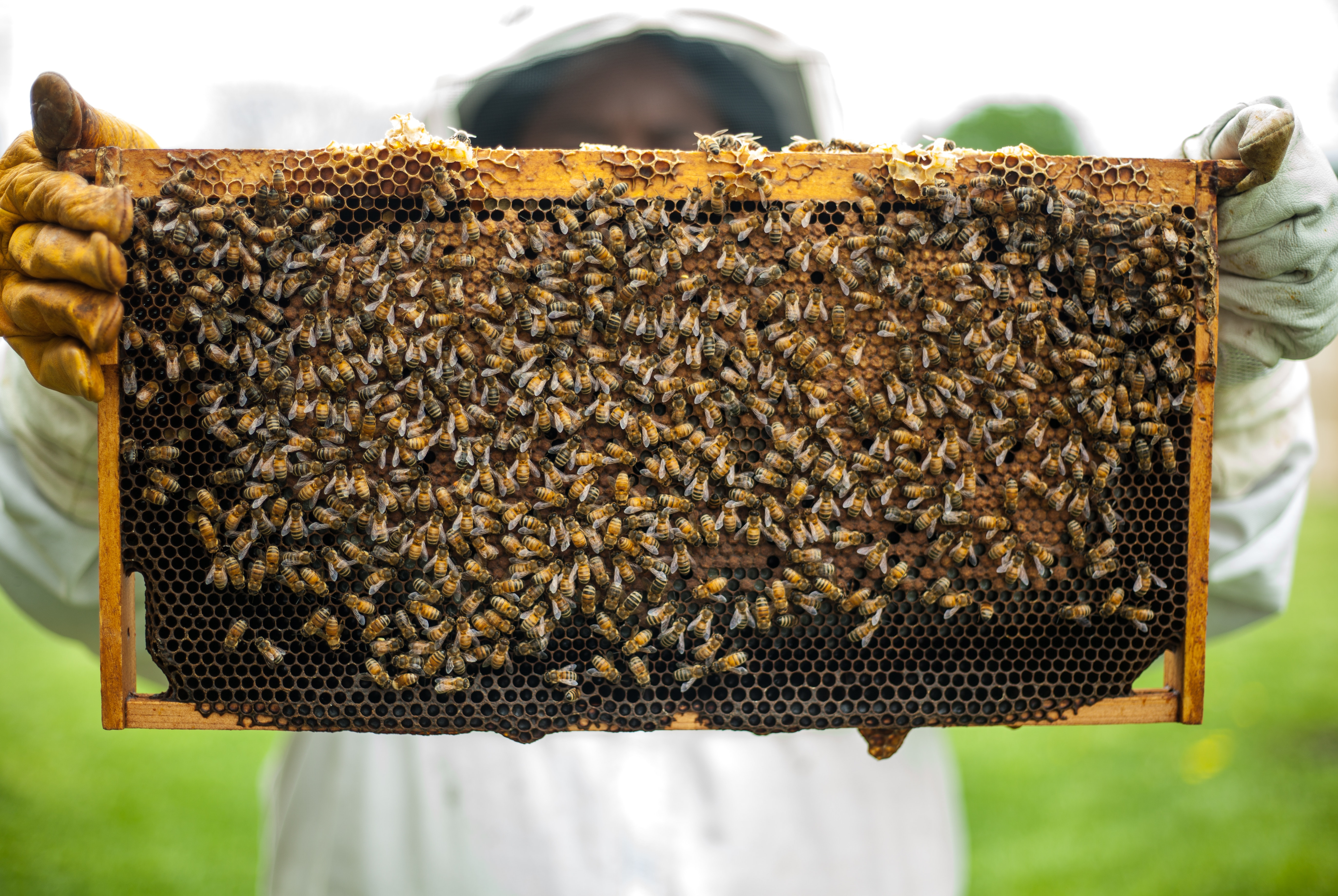 honeybees in agriculture